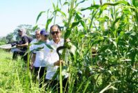 Bapanas dorong konsumsi sorgum dan singkong demi kurangi ketergantungan beras dan reformasi ekonomi pangan nasional berbasis sumber daya lokal.   (Dok. Bapenas)