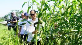 Bapanas dorong konsumsi sorgum dan singkong demi kurangi ketergantungan beras dan reformasi ekonomi pangan nasional berbasis sumber daya lokal.   (Dok. Bapenas)